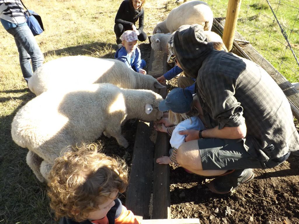 Farm stay Karetu Downs Farm