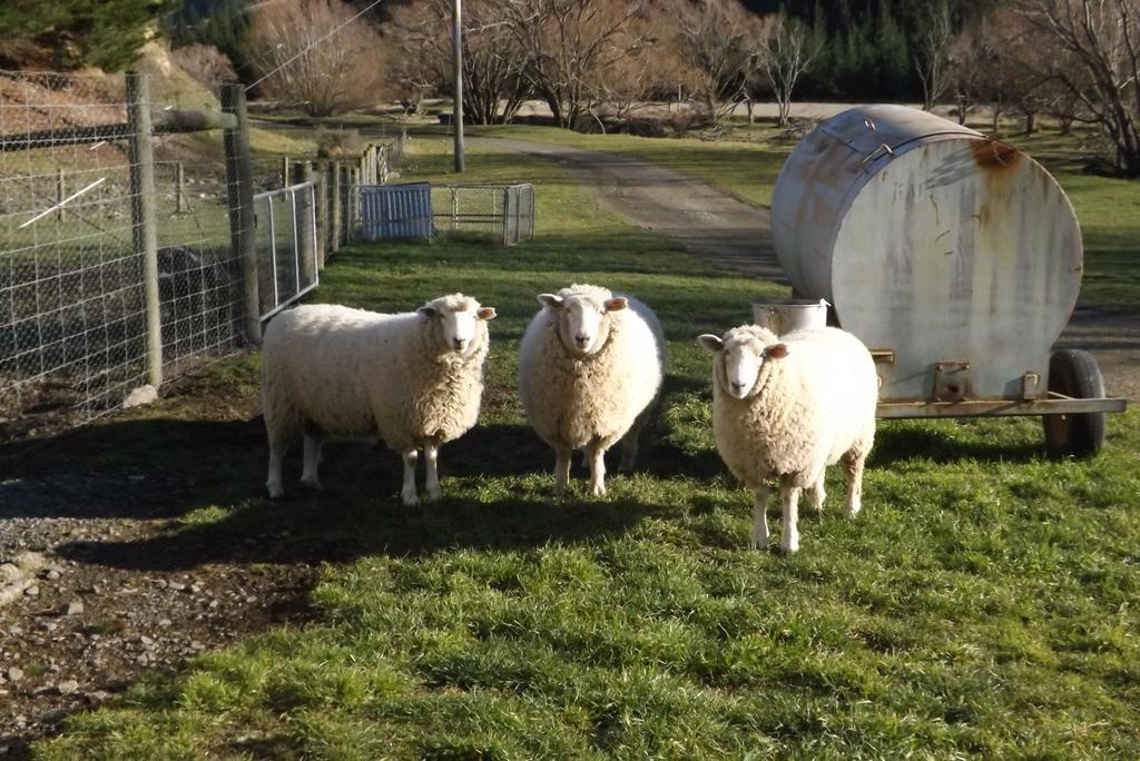 Karetu Downs Farm