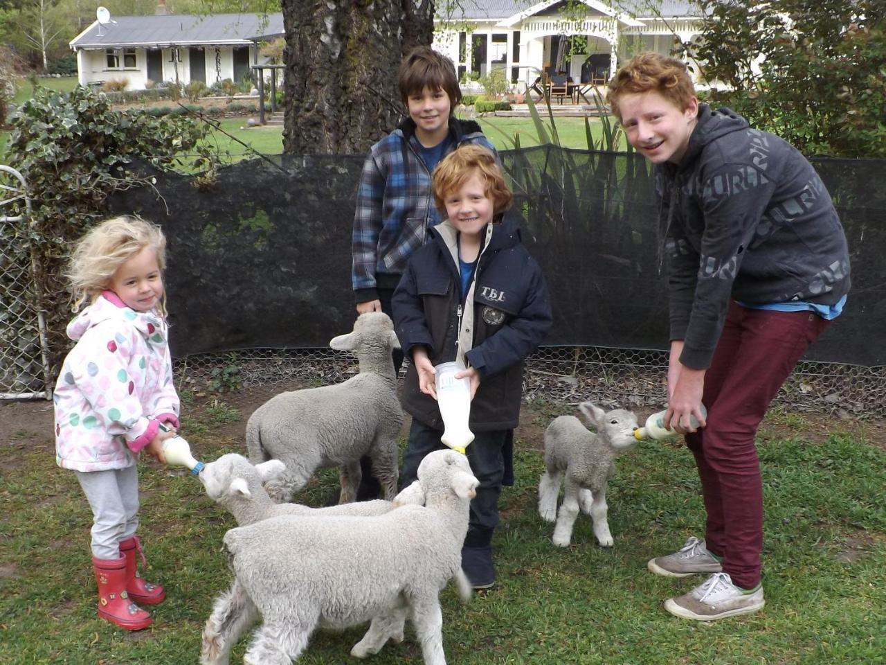 Karetu Downs Farm Farm stay *